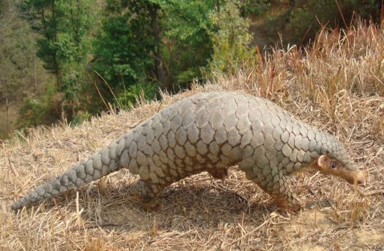 Confirmed as a distinct species of Himalayan pangolin